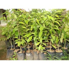 Bibit Gaharu-Lampung Tengah, Lampung 